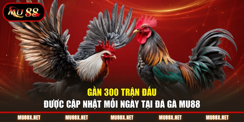 Gần 300 trận đấu được cập nhật mỗi ngày tại đá gà MU88
